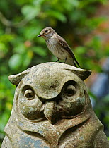 Spotted flycatcher (Muscicapa striata) perched on stone owl. Surrey, England, June.