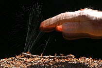 Wood ants (Formica rufa) jetting formic acid at a human hand, Surrey, England, June.