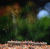 Wood ants (Formica rufa) jetting formic acid to protect their nest. Surrey, England, June. Digital Composite.