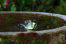 Great tit (Parus major) bathing in birdbath. Surrey, England, June.