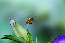 Honey bee (Apis mellifera) pollen-covered worker in flight next to Canterbury bell, Surrey, England, June.