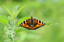 Small tortoiseshell butterfly (Aglais urticae) laying eggs on nettle leaf. Surrey, England, July.