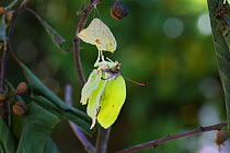 Brimstone butterfly (Gonepteryx rhamni) expanding wings after emerging from pupa. Surrey, England, July. Sequence 6 of 8.