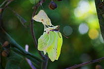 Brimstone butterfly (Gonepteryx rhamni) expanding wings after emerging from pupa. Surrey, England, July. Sequence 7 of 8.