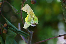 Brimstone butterfly (Gonepteryx rhamni) emerging from pupa, Surrey, England, July. Sequence 4 of 8.