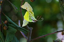 Brimstone butterfly (Gonepteryx rhamni) emerging from pupa, Surrey, England, July. Sequence 5 of 8.
