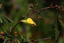 Brimstone butterfly (Gonepteryx rhamni) pupa about to hatch, Surrey, England, July. Sequence 1 of 8.