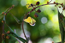 Brimstone butterfly (Gonepteryx rhamni) emerging from pupa, Surrey, England, July. Sequence 2 of 8.