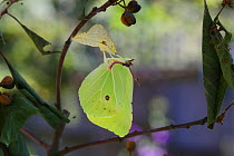 Brimstone butterfly (Gonepteryx rhamni) with wings almost fully expanded after after emerging from pupa, Surrey, England, July. Sequence 8 of 8.