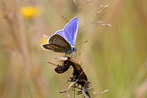 Common blue butterfly (Polyommatus icarus) uncoiling tongue, Surrey, England, July.