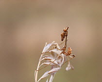 Cone-head mantis (Empusa fasciata) nymph, Bulgaria, July.
