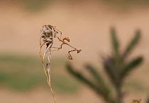 Cone-head mantis (Empusa fasciata) nymph, Bulgaria, July.