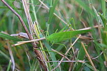 Bush cricket (Phaneroptera nana) Bulgaria, July.
