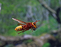 European hornet (Vespa crabro) worker in flight carrying masticated insect material to the nest. Surrey, England, August.