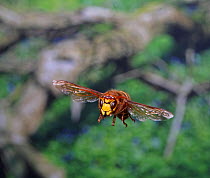 European hornet (Vespa crabro) worker in flight, Surrey, England, August.
