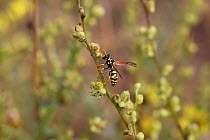 Paper wasp (Polistes dominula) worker, Bulgaria, July.