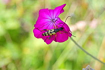 Spotted longhorn beetle (Strangalia maculata) Bulgaria, July.