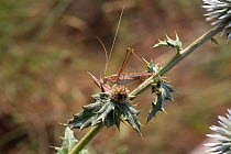 Bush cricket (Tylopsis lilifolia) Bulgaria, July.