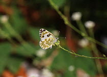 Eastern bath white butterfly (Pontia edusa) Bulgaria, July.