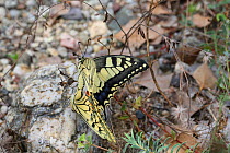 European swallowtail butterfly (Papilio machaon) pair mating, Bulgaria, July.