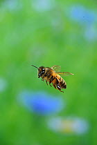 Honey bee (Apis mellifera) in flight, Surrey, England, July.