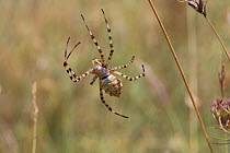 Lobed argiope spider (Argiope lobata) Bulgaria, July.