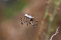Lobed argiope spider (Argiope lobata) binding prey, Bulgaria, July.