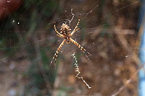 Lobed argiope spider (Argiope lobata) Bulgaria, July.