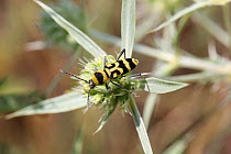 Longhorn beetle (Chlorophorus varius) on Field eryngo (Eryngium creticum) Bulgaria, July.