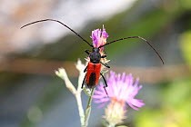 Longhorn beetle (Purpuricenus budensis) Bulgaria, July.