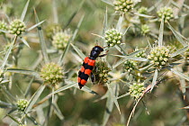 Bee parasite beetle (Trichodes crabroniformis) on Field eryngo (Eryngium creticum) Bulgaria, July.