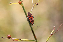 Plant bug (Spilostethus saxatilis) Bulgaria, July.