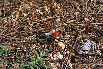 Red-winged grasshopper (Oedipoda miniata) male displaying a flash of red, Bulgaria, July.