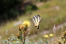 Scarce swallowtail butterfly (Iphiclides podalirius) on Yellow thistle (Centaurea sp) Bulgaria, July.