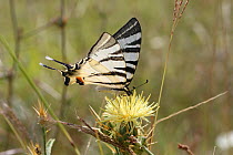 RF- Scarce swallowtail butterfly (Iphiclides podalirius) on Yellow thistle (Centaurea sp) Bulgaria, July.