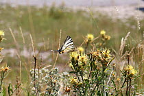 Scarce swallowtail butterfly (Iphiclides podalirius) on Yellow thistle (Centaurea sp) Bulgaria, July.