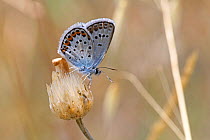 Silver-studded blue (Plebejus argus) Bulgaria, July.
