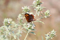 Small copper butterfly (Lycaena phlaeas) on Horehound (Marrubium peregrinum) Bulgaria, July.