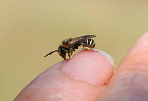 Solitary bee (Apoidea) drinking sweat from photographer's finger, Bulgaria, July.