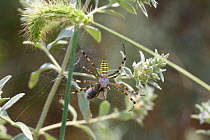 Wasp spider (Argiope bruennichi) with prey, Bulgaria, July.