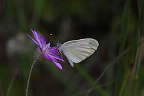 Wood white butterfly (Leptidea sinapis) Bulgaria, July.