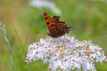 Comma butterfly (Polygonia c-album) feeding on Dwarf elder (Sambucus ebulus) flowers, Bulgaria, July.