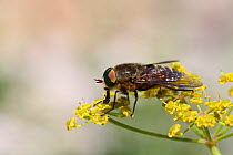 Horsefly (Philipomyia aprica) male feeding on flowers (Umbelliferae) Bulgaria, July.