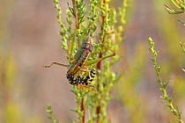 Paper wasp (Polistes dominula) worker predating Bush cricket (Tettigoniidae) Bulgaria, July.