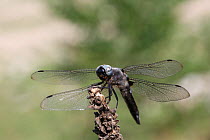 Scarce chaser dragonfly (Libellula fulva) Bulgaria, July.