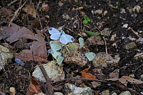 Wood white butterflies (Leptidea sinapis) at 'salt lick' beside a woodland stream, Bulgaria, July.