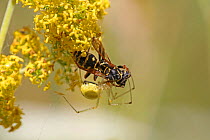 Spider (Thomisidae) predating Paper wasp (Polistes nimpha) Bulgaria, July.