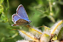 Blue argus butterfly (Plebejus anteros) male, Bulgaria, July.