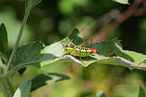 Bush cricket (Poecilimon thoracicus) male, Bulgaria, July.