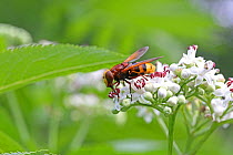 Hornet hover fly (Volucella zonaria) feeding on Dwarf elder flowers (Sambucus ebulus) Bulgaria, July.